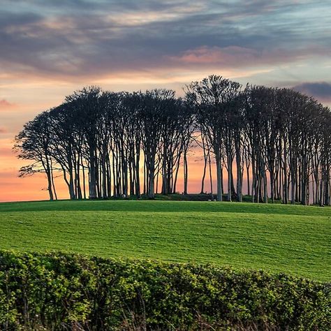 Nearly There Trees Cornwall, Nearly Home Trees Cornwall, Cornwall Aesthetic, Tree Photos, Modern Landscape Painting, Tree Study, Felt Pictures, Modern Landscape, Cornwall England