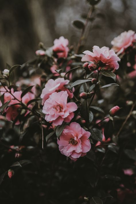 Camellia photo by Annie Spratt (@anniespratt) on Unsplash Tumblr Backgrounds, Flowers Background, Flowers Photography Wallpaper, Dark Flowers, Trendy Flowers, Winter Flowers, Flower Phone Wallpaper, Tumblr Wallpaper, Photography Wallpaper