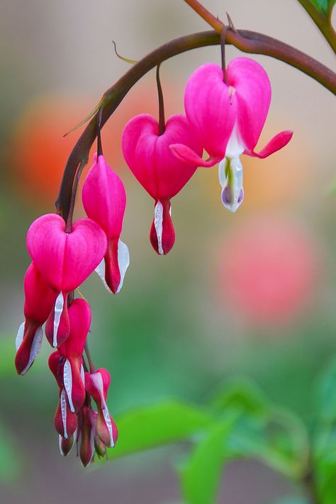 Bleeding hearts, with their characteristic heart-shaped flowers and fern-like foliage, make a vivid statement in shady spots of the garden. It is easy to see why this plant is so popular. Discover how to grow your own bleeding hearts now with Gardener's Path. #bleedinghearts #shade #gardenerspath Fall Plants, Shade Plants, Unique Flowers, Arte Floral, Exotic Flowers, Fort Myers, Flower Heart, Flower Pictures, Black Tattoos