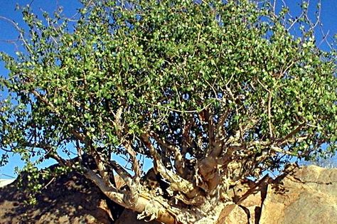 Myrrh Herb - Health Benefits and Side Effects Herb Uses, Commiphora Myrrha, 39 Clues, Rice Syrup, Essential Oil Distiller, Myrrh Oil, Myrrh Essential Oil, Succulent Bonsai, Essential Oil Carrier Oils