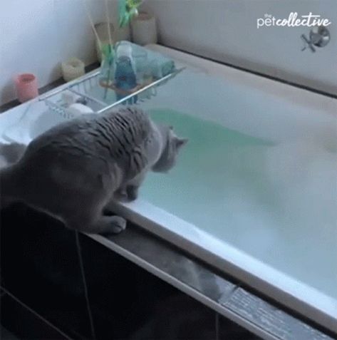 Fall Into Water Fail GIF - FallIntoWater Fail Slipped - Discover & Share GIFs Instant Regret, Soap Suds, Video Gif, Funny Cat Videos, Sweet Animals, Funny Animal Pictures, Hold Me, 귀여운 동물, Cute Funny Animals