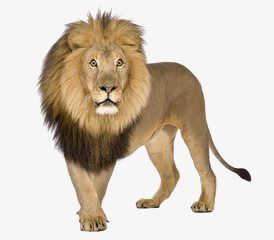 Lion Image, Gir Forest, Lion Png, Female Lion, Wild Lion, Lions Photos, Wild Animals Pictures, Lion Images, Lion Pictures