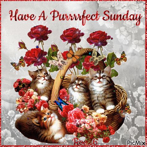 Have A Purrrfect Sunday Gabriel Garcia Marquez, Image Chat, Glitter Graphics, Good Morning Gif, Gif Pictures, Animated Images, Cute Kittens, Beautiful Cats, Cat Gif