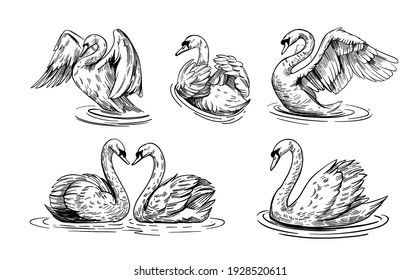 2 Swans Drawing, Flying Swan Drawing, Aphrodite Tattoo, Swan Drawing, Swan Tattoo, Woodcut Tattoo, Drawing Bases, Flying Tattoo, M Tattoos