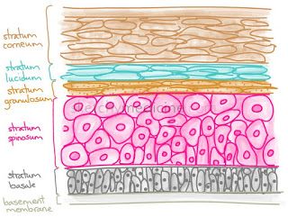 Integumentary System Drawing, Epidermis Layers, Skin Anatomy, Integumentary System, Layers Of The Epidermis, Medical School Studying, Nursing School Notes, Human Body Systems, Human Anatomy And Physiology