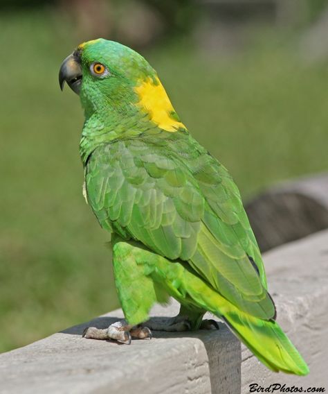 YELLOW-NAPED AMAZON - Amazona auropalliata . . . Pacific coast from S Mexico to N Costa Rica Amazon Birds, Amazon Parrots, Amazon Parrot, Colourful Birds, Bird Parrot, Colorful Parrots, Parakeets, Parrot Bird, Funny Birds