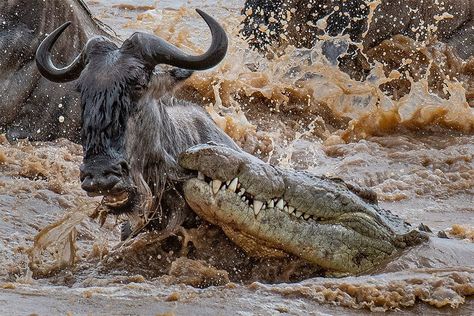 Safari in June wildebeest migration pattern — Uganda Gorilla trekking tour Wildebeest Migration, Planet Photo, Masai Mara National Reserve, Largest Lion, Gorilla Trekking, The Great Migration, Serengeti National Park, Wild Safari, White Water Rafting