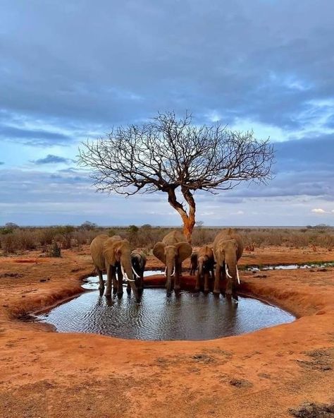 Tsavo National Park, Tsavo National Park Kenya, Tsavo East National Park, African Waterhole, Kenya Savannah, Kenya Landscape, Savannah Landscape, Kenya Art, Safari Photography