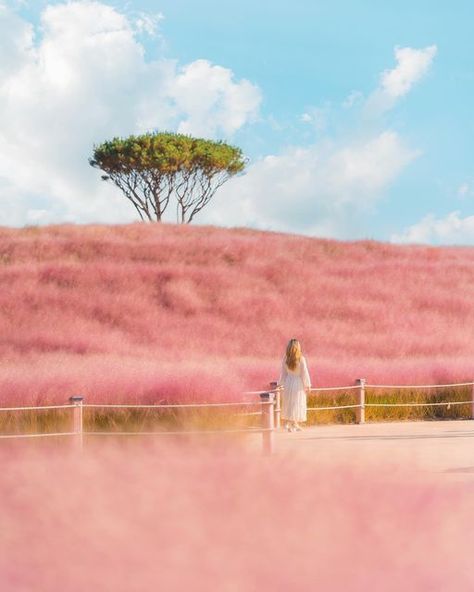 Pink Muhly Grass Korea, Pink Grass Plant, Fae Wild, Pink Muhly, Pink View, Korea Autumn, Pink Field, Autumn In Korea, Travel Korea