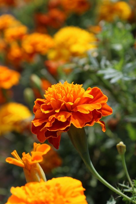 Marigold Flowers, Flower Cottage, Marigold Flower, Wildflower Garden, Flower Farm, Garden Statues, New Wall, Flower Pictures, Orange Flowers