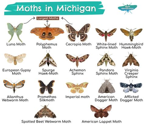 Oleander Hawk Moth Tattoo, Types Of Moth, Back Tat Ideas, Moths And Mushrooms, Moth Facts, Cool Moths, Reference Objects, Types Of Moths, Sphinx Moth