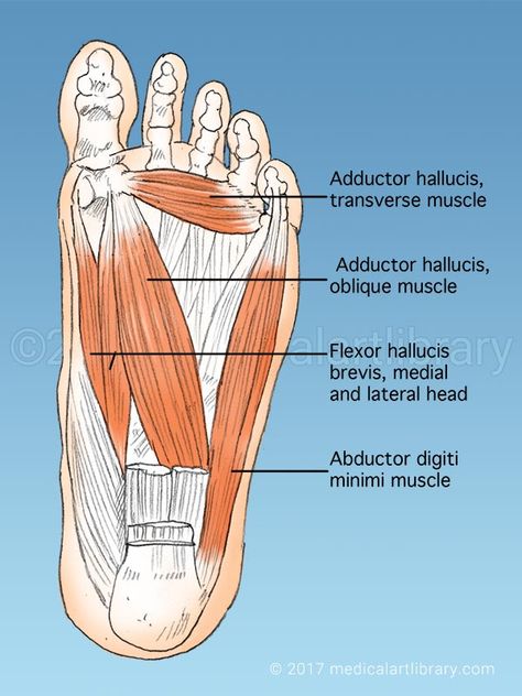 License Image Muscles on the sole of the foot. See Also:Anatomy of the FootFoot MusclesFoot Muscles Muscle Diagram, How To Draw Muscles, Human Muscle Anatomy, Foot Anatomy, Skeleton Anatomy, Nursing School Survival, Human Body Anatomy, Muscle Anatomy, Art Library