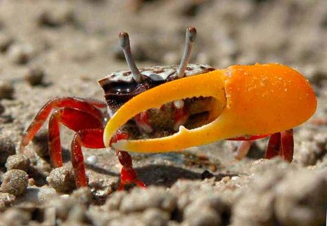 Fiddler Crab, Malawi Cichlids, Fishing For Beginners, Freshwater Aquarium Fish, Home Aquarium, Live Fish, Arthropods, Crustaceans, Freshwater Aquarium