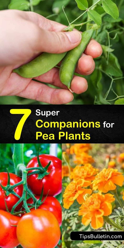 Cow Peas Growing, Growing Peas In Garden, Companion Plants For Peas, Planting Peas In Containers, Planting Peas From Seed, How To Grow Snap Peas, Pea Garden Ideas, Growing Peas In Containers, Peas Companion Planting