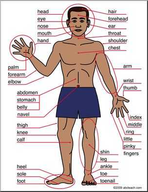 Practice Body Part Names through Songs – Learn Englizz! French Body Parts, French Flashcards, French Worksheets, French Language Lessons, Core French, French Education, French Grammar, French Expressions, French Classroom