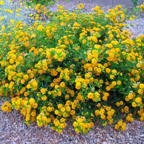 lantana Small Flowerbed, Yellow Lantana, Perennials Flowers, Easy Garden Ideas, Low Maintenance Landscaping Front Yard, Pruning Shrubs, Lantana Plant, Landscaping Shrubs, Lantana Camara