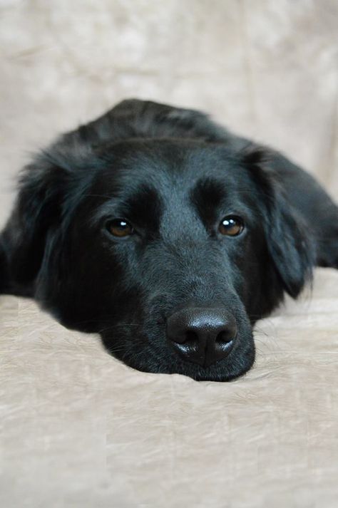 Looks just like my Lily, she must have been this mix. Awe  Charlotte - Australian Shepherd / Black Lab mix. Australian Shepherd Black, Black Lab Mix Dogs, Black Labs Dogs Pictures, German Shepherd Black Lab Mix Dogs, Lab Black, Black Lab Shepherd Mix Dog, Black Lab Mix, Labrador Black Dog, Flat Coated Retriever