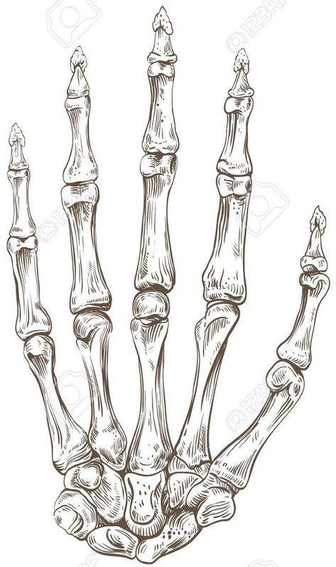 Skeletal Hand, Skeleton Anatomy, Skeleton Drawings, Skeleton Hand Tattoo, Human Anatomy Drawing, Human Anatomy Art, Anatomy Sketches, Medical Art, Arte Sketchbook