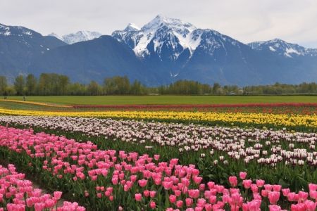 6 Ways to Save on a Last-Minute Spring Break | U.S. News Travel Tulip Garden Kashmir, Travel Points, Point Pleasant Beach, Valley Of Flowers, Tulip Garden, Chinese Paintings, Belize City, Mutual Fund, Budget Vacation