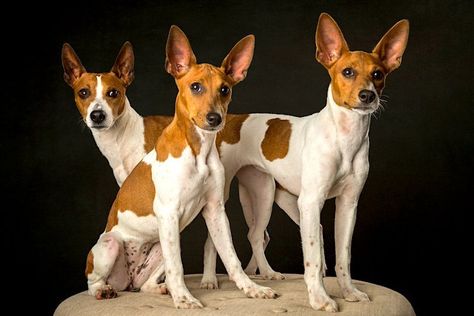 Rat Terrier Puppies, Canaan Dog, Family Friendly Dogs, Rat Terrier Mix, Rat Terrier Dogs, Smooth Fox Terriers, Disabled Dog, Toy Fox Terriers, Energy Bar