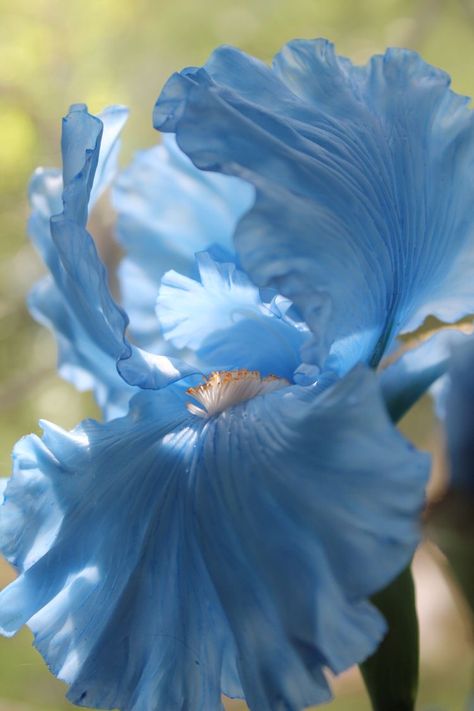 Blue Iris Flowers, Nature Crown, Heirloom Roses, Blue Iris, Birthday Photography, Sculpture Painting, Acrylic Flowers, Crystal Blue, Iris Flowers