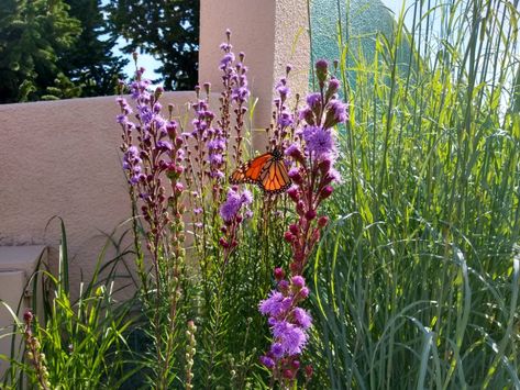 Blazing Star Meadow Gayfeather – Liatris ligulistylis | Plant Select Water Wise Plants, Blazing Star, Prairie Planting, September Flowers, Prairie Garden, Garden Images, Wildlife Habitat, Water Wise, Sun And Water