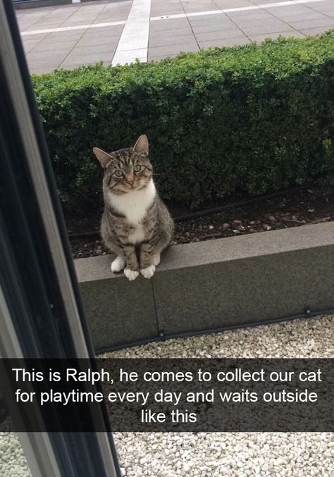 Funny Cat Snap Cat Outside, Weird Places, Cat Cartoons, Image Chat, Funny Cats And Dogs, Humor Memes, Funny Cat Memes, Funny Cat Pictures, Cat Stuff