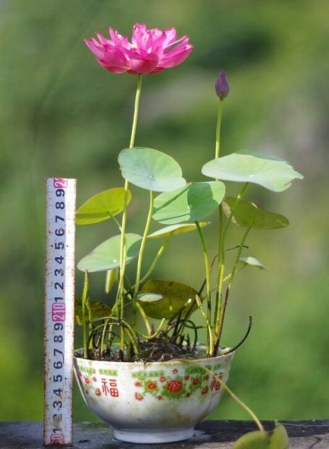 Growing Lotus, Japanese Water Gardens, Herbal Tea Garden, Container Water Gardens, Growing Mint, Patio Pond, Lotus Garden, Lotus Flower Pictures, Lotus Plant