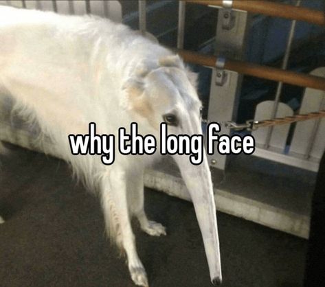 Long Face Dog, Borzoi Dog, Goofy Dog, Long Face, Funny Dog Memes, Silly Dogs, Silly Animals, Very Funny Pictures, Silly Pictures