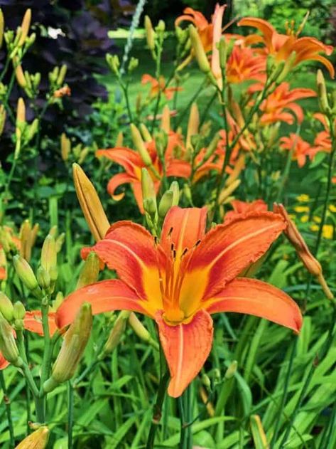 Splitting Daylilies in the Fall - Stacy Ling Ditch Lily, How To Care For Daylilies, Splitting Day Lillies, Daylily Companion Plants, Tiger Lillie’s, How To Split, Stuck In The Mud, Hydrangea Care, Day Lilies