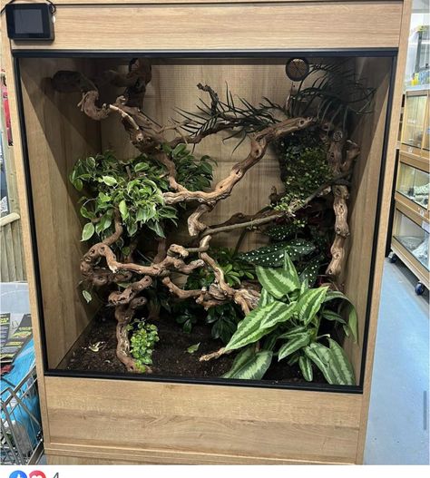 Beetle Terrarium, Tree Frog Terrarium, Gecko Vivarium, Tarantula Enclosure, Diy Reptile, Gecko Habitat, Snake Terrarium, Frog Terrarium, Frog Tank