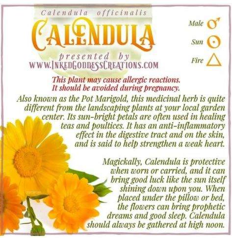 Healing Teas, Calendula Flowers, Magickal Herbs, Wood Nymphs, Mount Olympus, Magic Herbs, Calendula Oil, Eclectic Witch, Magical Herbs