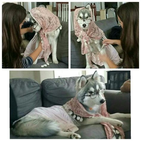 "Granny, what big teeth you have!!" DIY "Big Bad Wolf" Costume. This is my Nephew Dog! Dog Grandma Costume, Dog Costumes Husky, Big Bad Wolf Dog Costume, Dog Wolf Costume, Wolf Costume For Dog, Big Dog Halloween Costumes, Wolf Costume Diy, Husky Costume, Gwen Costume