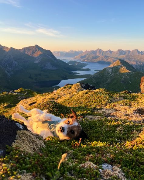 a dog's life Dog In Mountains, Dog Hiking, Dog Hiking Aesthetic, Backpacking With A Dog, Hiking With Dog Photography, Dog Life, Dog Lovers, Dogs