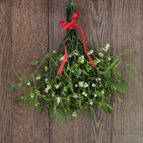 Fun Facts About Mistletoe - History and Traditions Polish Christmas Traditions, Mistletoe Plant, Polish Christmas, Christmas Plants, Under The Mistletoe, Christmas Aesthetic, Christmas Pictures, Christmas Wishes, Custom Christmas