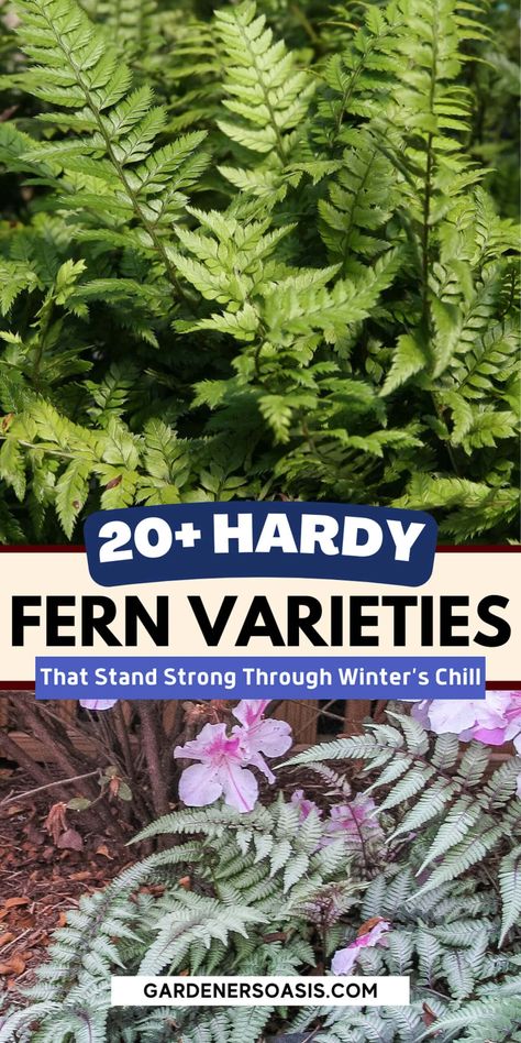 Hardy Fern Varieties (20+ Perennial Ferns That Will Survive The Winter) | Gardening Perennial Ferns, Partial Shade Perennials, Shade Perennial Garden, Tall Perennials, Fern Varieties, Shade Flowers Perennial, Perennial Bushes, Evergreens For Shade, Evergreen Ferns