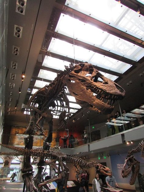 Los Angeles County Museum Of Art, Natural History Museum Los Angeles, Dinosaur Display, Uss Iowa, African American Museum, Los Angeles Museum, Ig Photos, Los Angles, Science Museum