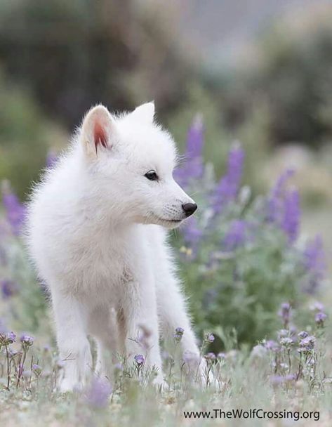 White wolf cub Wolf Puppy Aesthetic, Wolf Pup Aesthetic, White Wolf Pup, White Wolf Aesthetic, Wolf Puppies, Wolf Cute, Wolf Cubs, Wolf Pups, Wolf Puppy