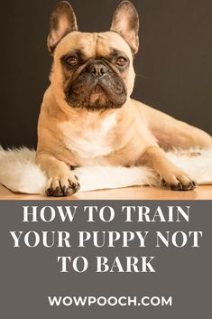 Teach Dog Not To Bark, Senior Dogs Care, Simple Graphic Design, Train Your Puppy, Puppy Barking, Dog Behavior Training, Elderly Dogs, House Training Dogs, Dog Brain