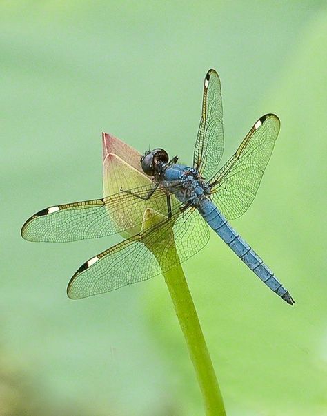 Dragonfly Illustration, Dragonfly Artwork, Dragonfly Images, Dragonfly Drawing, Dragonfly Photography, Dragonfly Photos, Photo Course, Dragon Flys, Dragonfly Painting