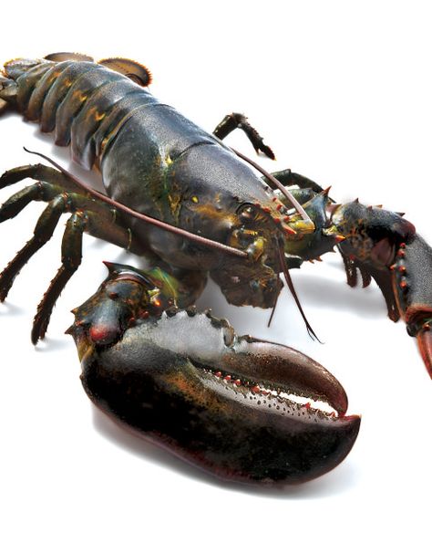 Clearwater Live Lobster Live Lobster, Elegant Appetizers, Lobster Recipes, Budget Friendly Recipes, Ocean Creatures, Flavorful Recipes, Healthy Options, Sea Animals, Side View