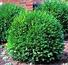 Green Gem Boxwood, Gem Boxwood, Oklahoma Landscape, Landscape Shrubs, Boxwood Bush, Rhododendron Plant, Foundation Plants, Small Evergreen Shrubs, Boxwood Landscaping