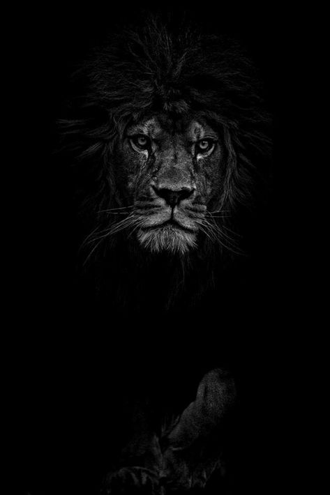 Black Lion Wallpaper, Loin Wallpapers Hd Black, Black Lion Wallpaper Hd 1080p, Dark Lion Wallpaper Hd, Lion Aesthetic Black And White, Lion Wallpaper Iphone, Punisher Artwork, Black And White Lion, Old Warrior