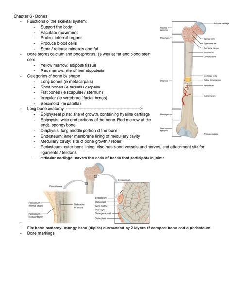 Anatomy And Physiology Skeletal System, Bone Notes Anatomy, Support And Movement Biology Notes, Hesi A2 Anatomy And Physiology, Bone Physiology, Bone Structure Anatomy, Skeleton System Anatomy, Skeletal System Anatomy Notes, Human Anatomy And Physiology Notes