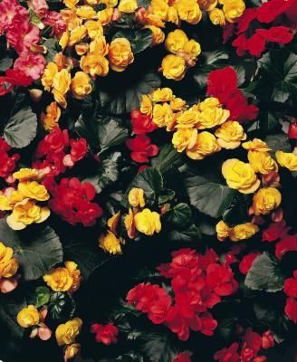 Tuberous Begonia, Coral Bells Heuchera, Creeping Jenny, Flowers Perennials, Companion Planting, Beautiful Blooms, Raised Garden, Healthy Plants, Winter Garden