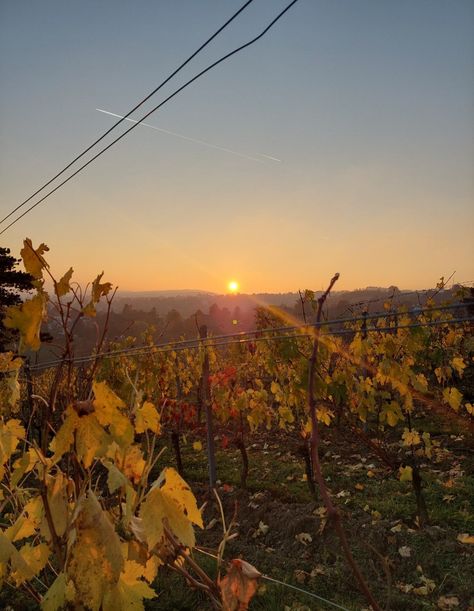 Sunset at Nussberg Vineyards in Vienna, Austria Vienna Austria, Vienna, Austria, Collage, Pins