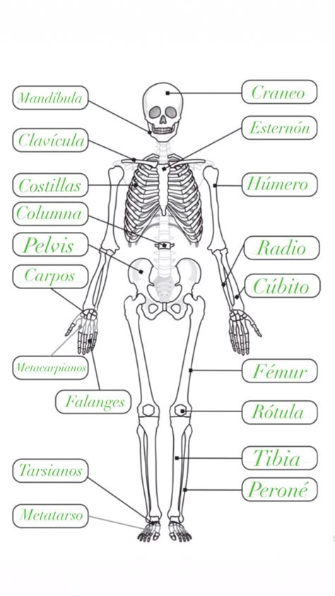 Skeleton Labeled, Human Skeletal System, Human Skeleton Anatomy, Studying Medicine, Medical School Life, Basic Anatomy And Physiology, Medical Student Study, Human Body Anatomy, Medical School Motivation