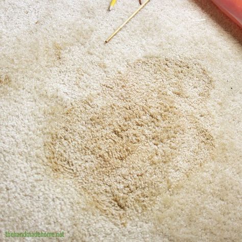 remove_paint_stains Paint Out Of Carpet, How To Remove Paint, Choosing Carpet, Remove Paint, Cleaning Items, Paint Stains, Diy Carpet, Latex Paint, Paint Remover