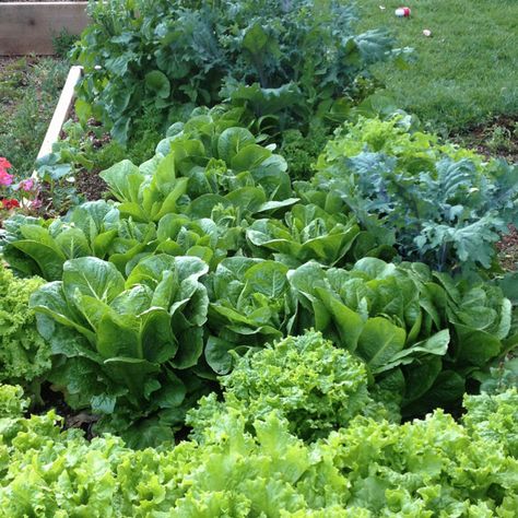 Lettuce! How To Harvest Lettuce From Garden, Moody Illustration, Lettuce Types, Plant Lettuce, Lettuce Farm, Garden Lettuce, Lettuce Garden, Miners Lettuce, Plants Stand