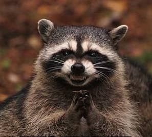 30 Pictures That Accurately Represent The 30 Days Of NaNoWriMo Racoons Funny, Raccoon Love, Fat Raccoon, Raccoon Repellent, Racoon Funny, Rare Albino Animals, Pet Raccoon, Luis Royo, Albino Animals